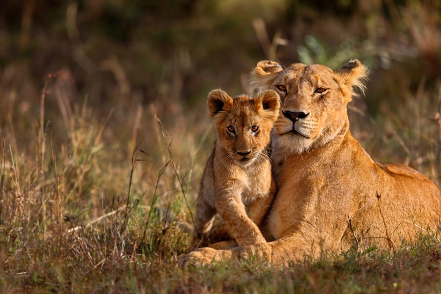 4 Day Safari Tarangire, Serengeti and Ngorongoro Crater