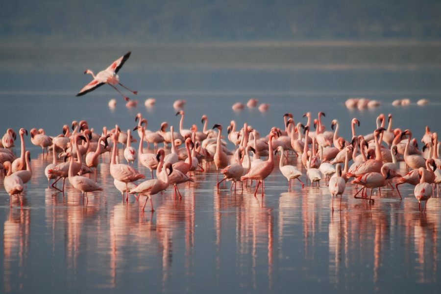 6 Day Camping Safari  Lake Manyara, Serengeti, Ngorongoro and Tarangire,