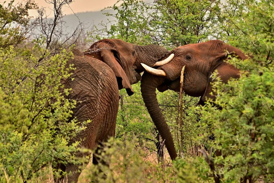 6 Days Tanzania Camping Safari