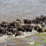 The Best Time to See the Great Migration in Tanzania