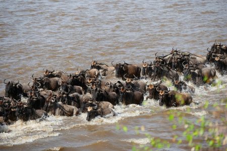 8 Day Serengeti Migration Safari