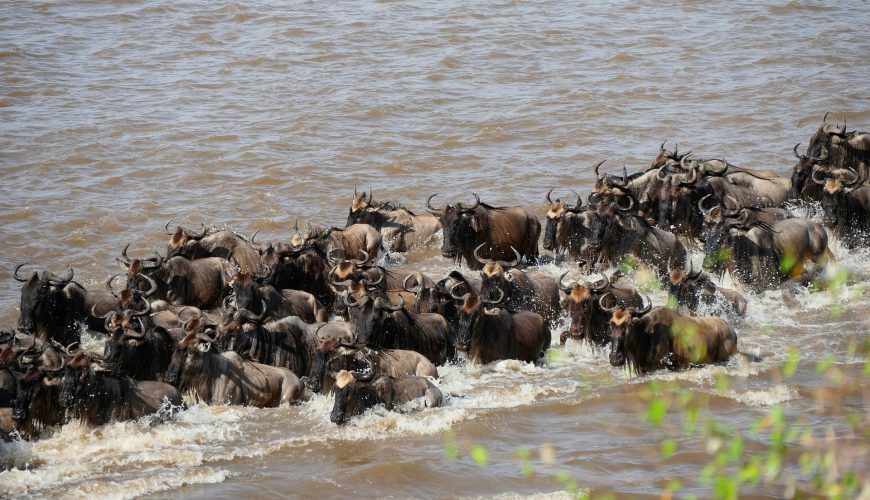 The Best Time to See the Great Migration in Tanzania