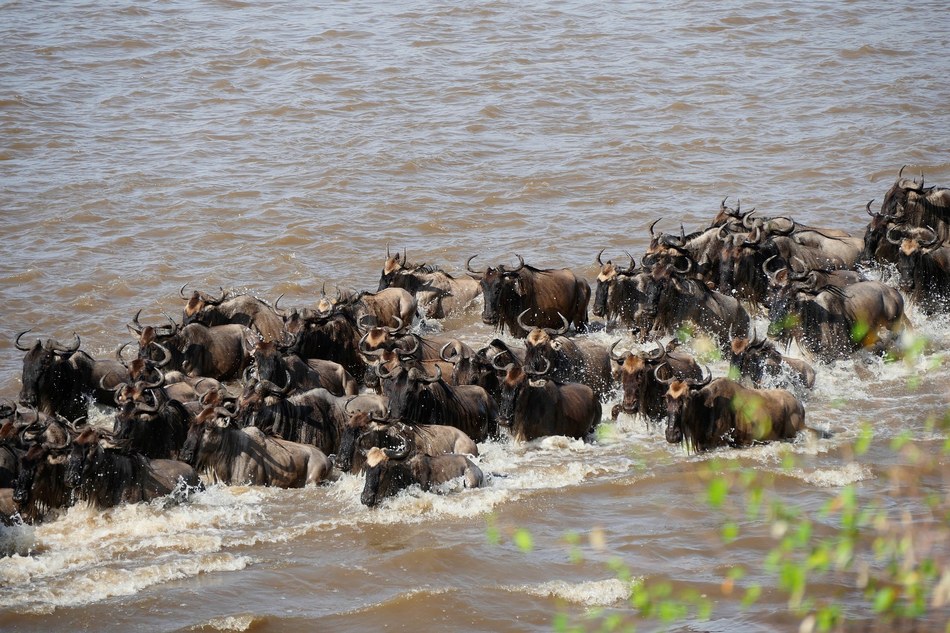 The Best Time to See the Great Migration in Tanzania