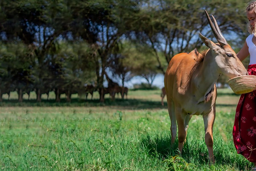 Serval Wildlife Tour with food and drinks