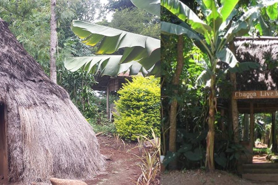 Marangu Waterfalls Day Trip