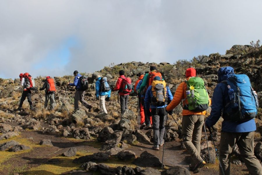 1 Day Mount Kilimanjaro Trekking via Shira Route