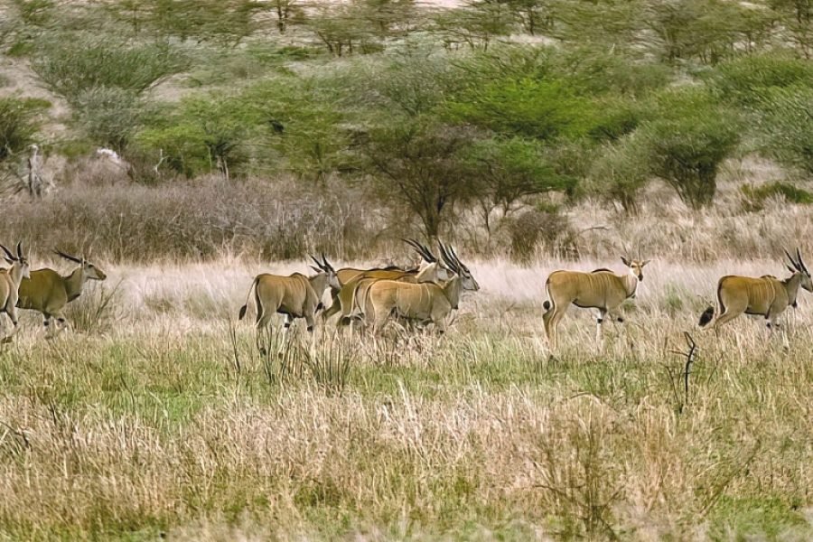 2 Days Affordable Northern Circuit Safari Tanzania