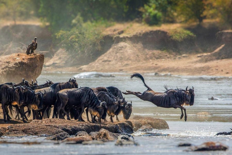3 Days Migration Safari in Southern Serengeti & Crater