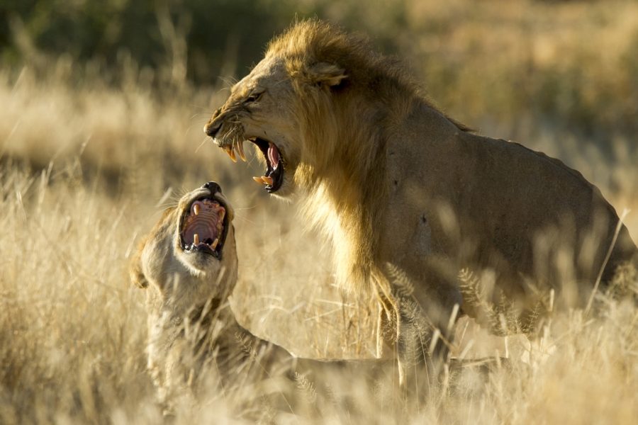 5 Days Budget Camping Safari Visit Serengeti