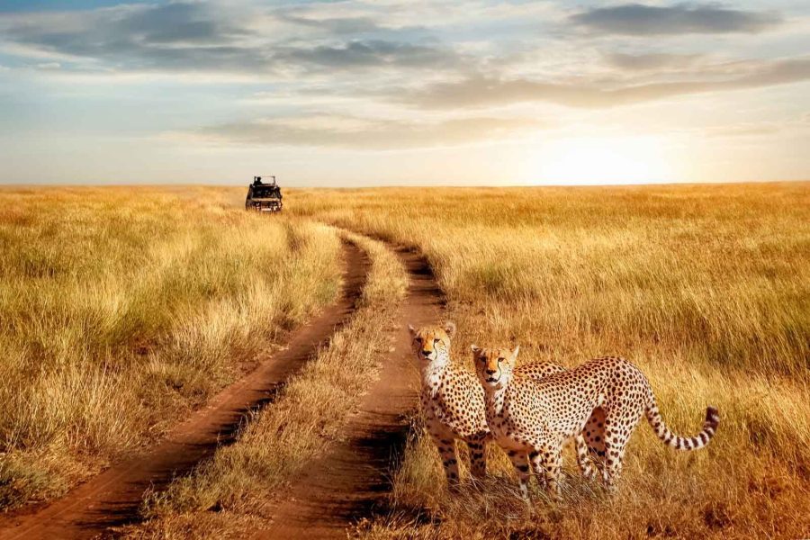 5 Days Budget Safari Tarangire, Serengeti and Ngorongoro