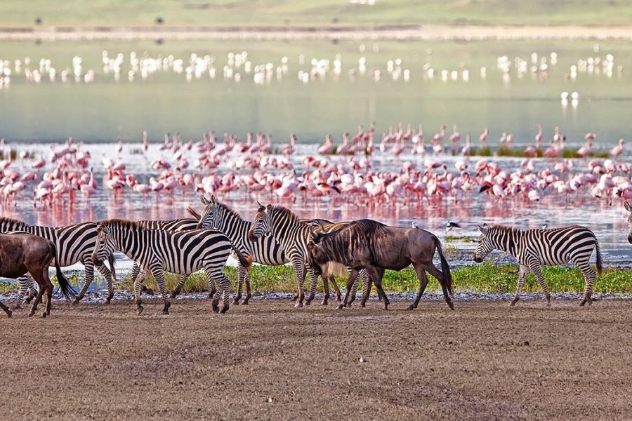 7 Days Lake Manyara, Serengeti and Ngorongoro crater