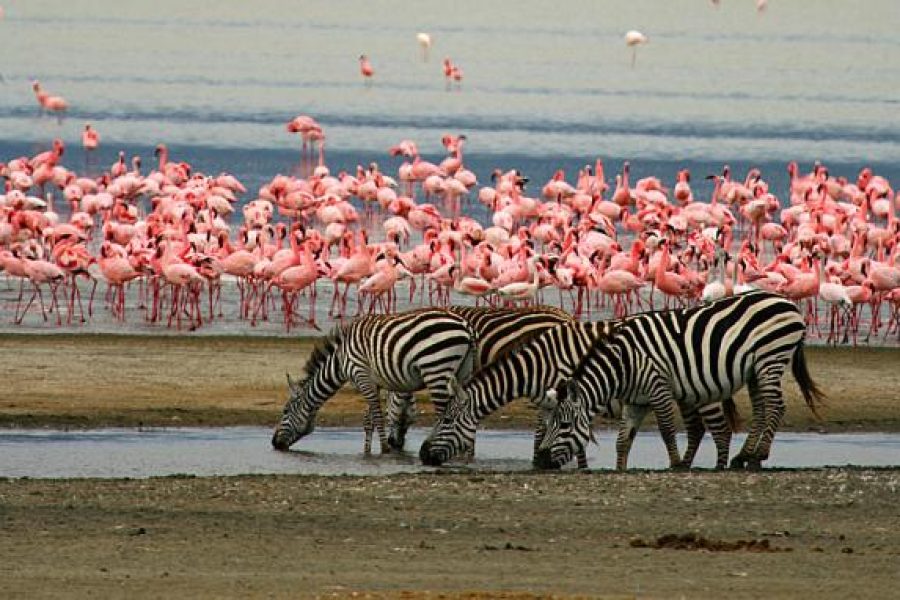 4 Days Ngorongoro & Lake Manyara Safari Tanzania Adventure