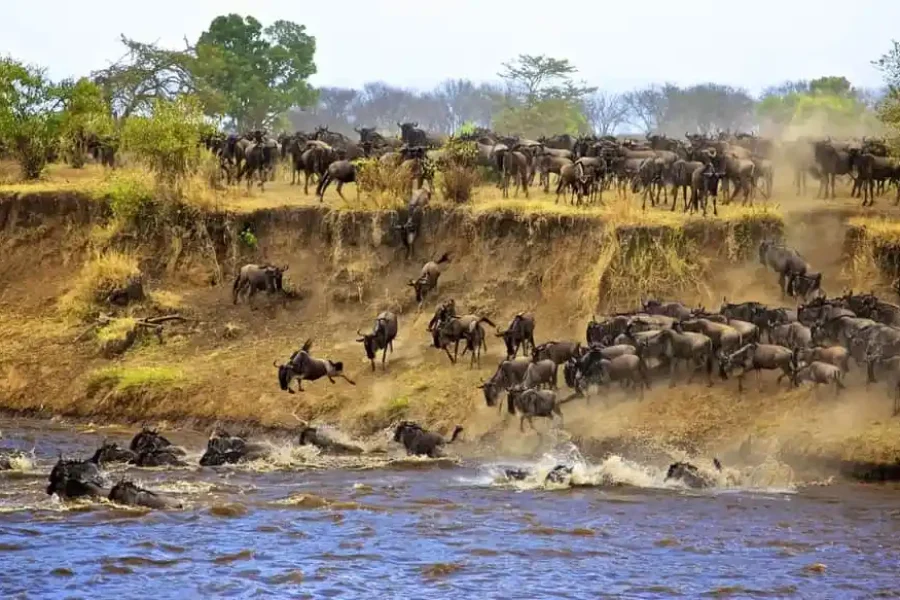 5 Days Serengeti Great Migration Safari Tour