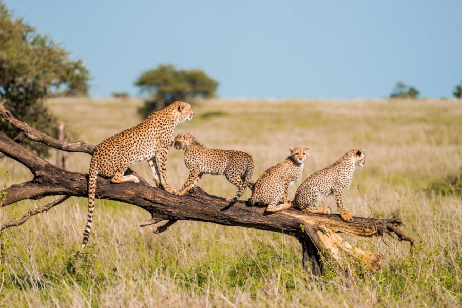 Private Day Trip to Central Serengeti
