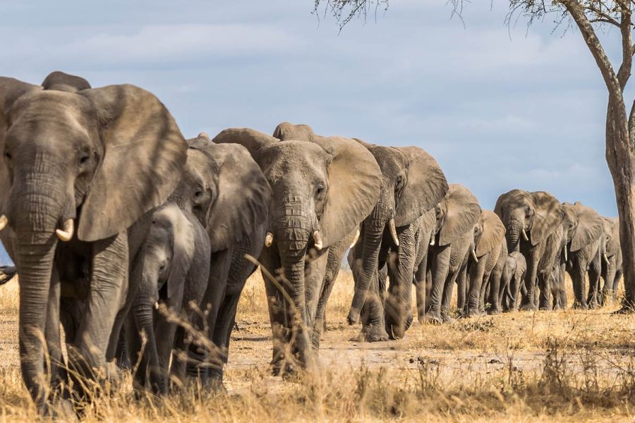 5 Days Tarangire NP, Lake Manyara NP and Ngorongoro