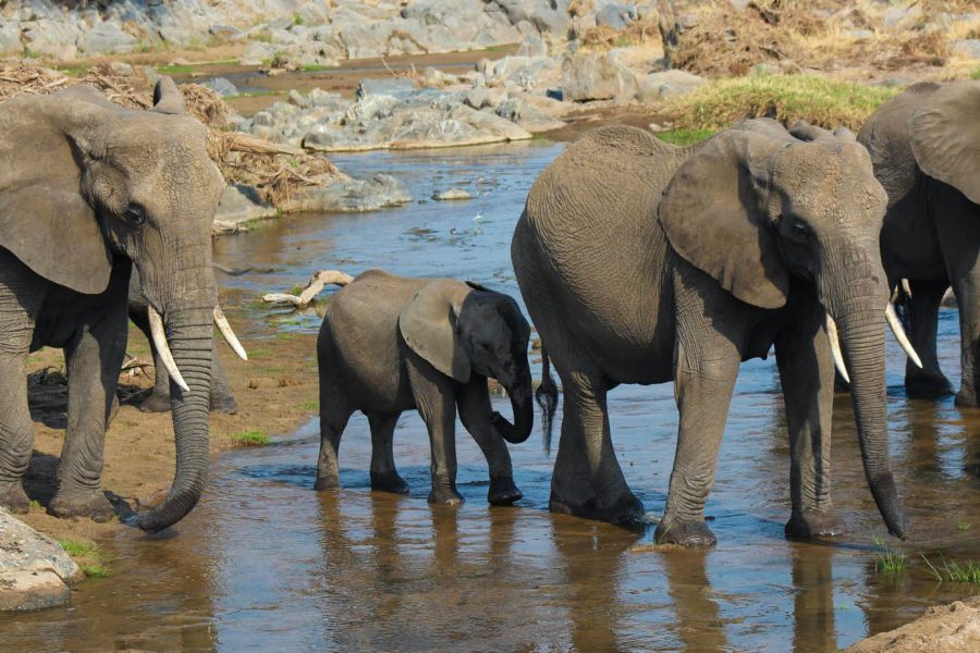 2 Days Stunning Safari in Tanzania