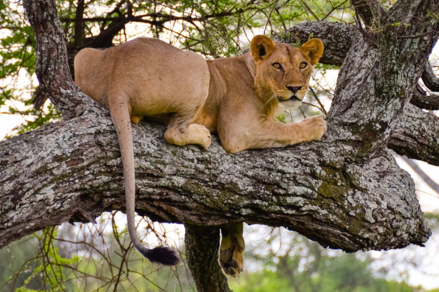 4 Days Adventure Safari Tarangire, Serengeti & Ngorongoro