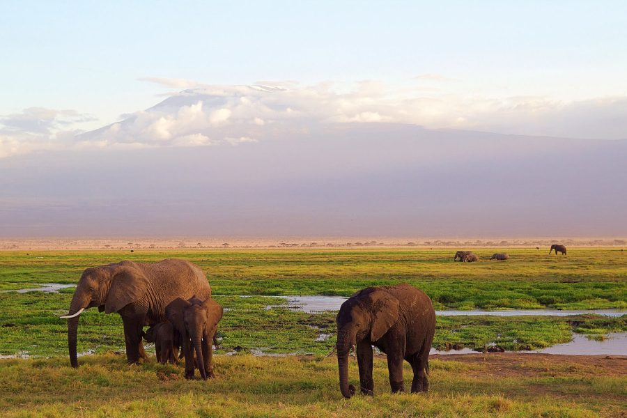 Arusha National Park Day Tour