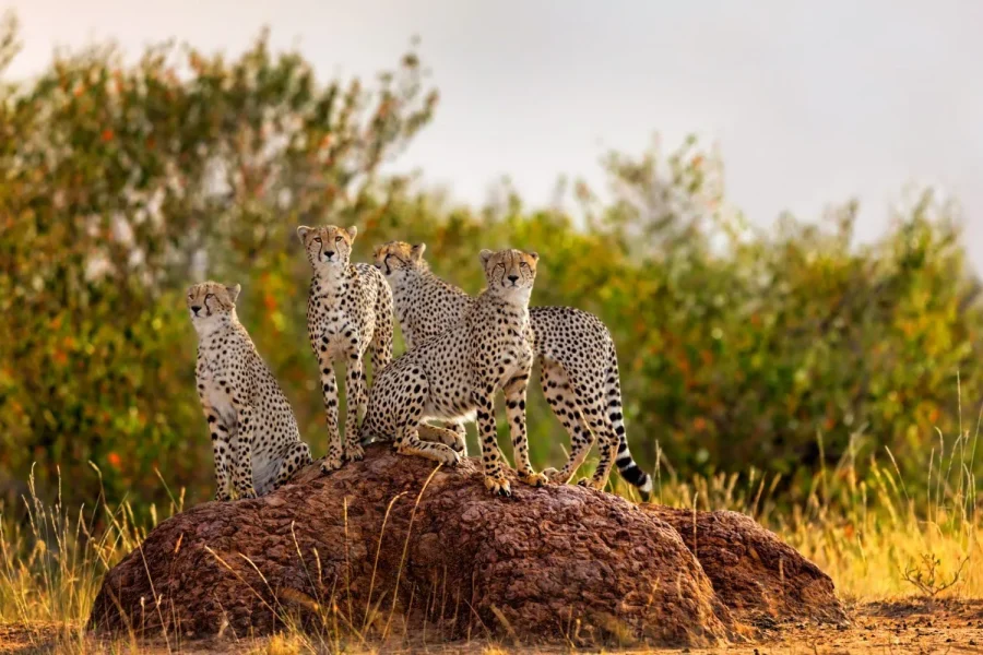 5 Days Joint Ngorongoro, Serengeti, Tarangire & Materuni