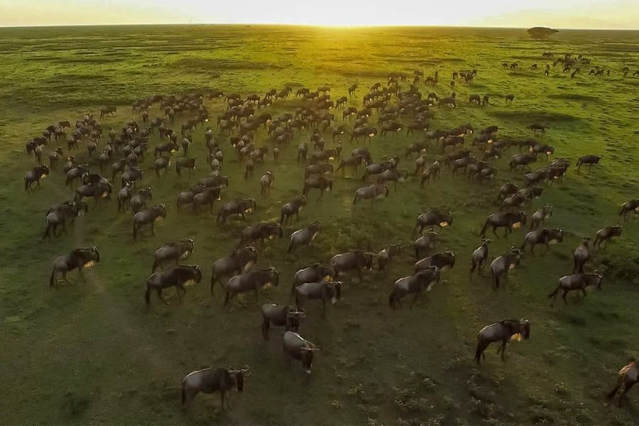9 Day Safari Vacation include Wildebeest Migration