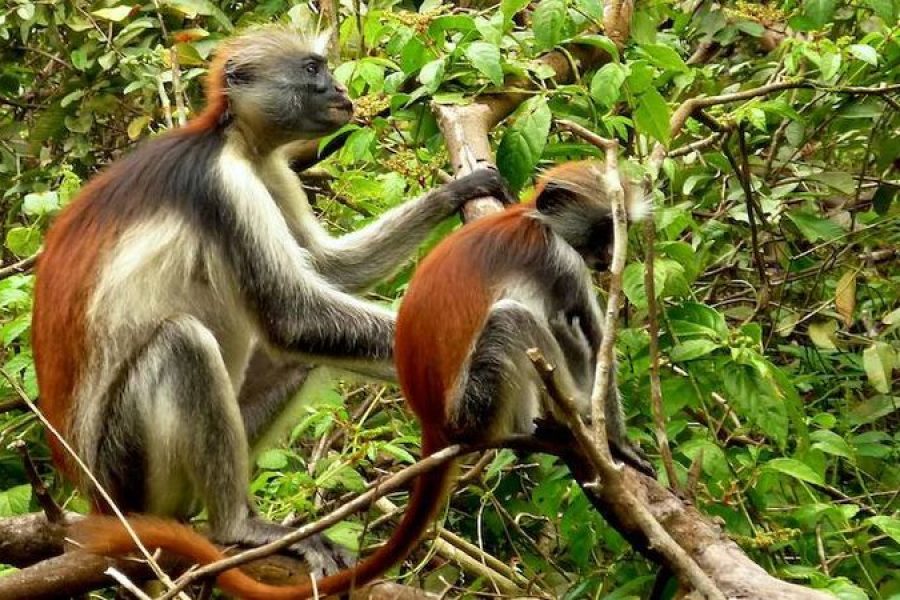 Zanzibar Red Colobus Monkeys in Jozani Forest Guided Tour