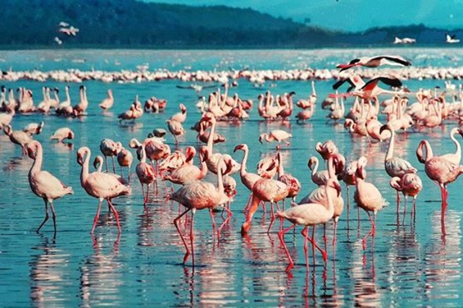 3 Days Tarangire, Ngororongoro and Lake Manyara