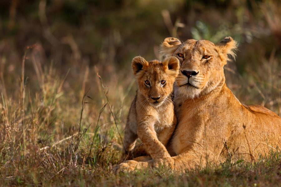 8 Days Big Five Safari