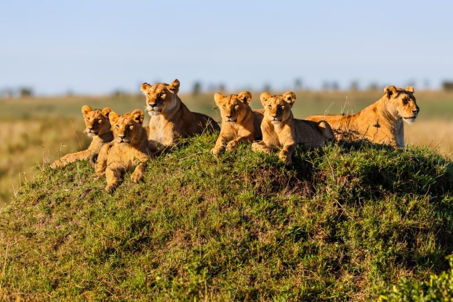 12 Days honeymoon Tanzania Safari and Zanzibar Vacation