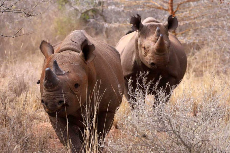 1 Day Wilddog and Rhino Sanctuary Safari Tour