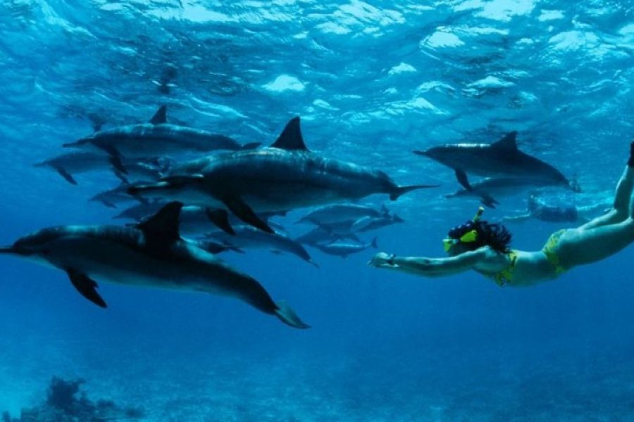 Mnemba island Zanzibar: Dolphin swim and snorkel adventure