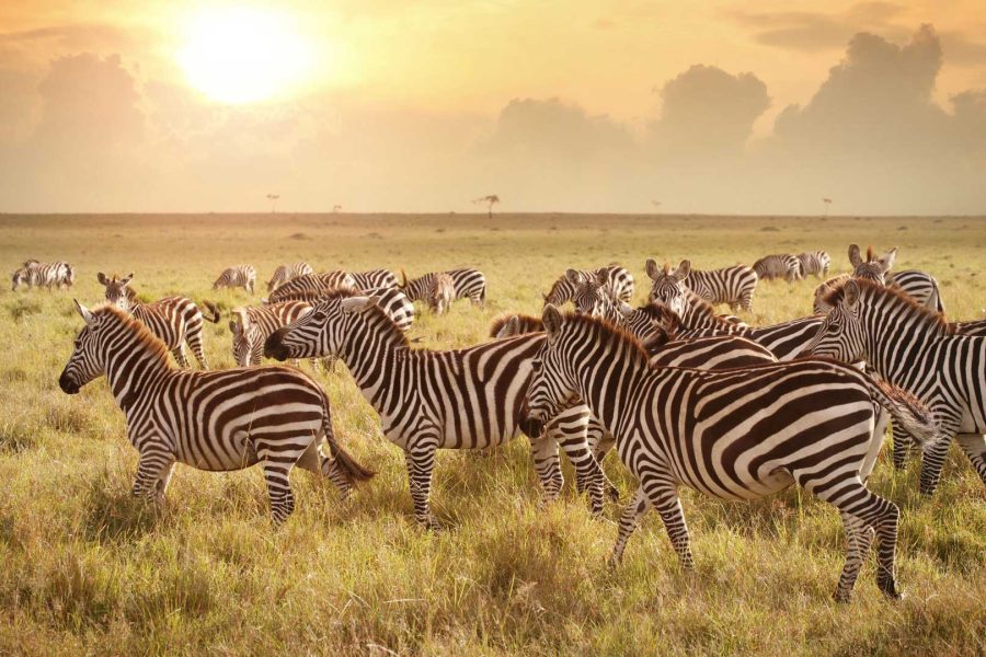 5 Days Camping Tarangire, Serengeti & Ngorongoro crater & Visiting Maasai
