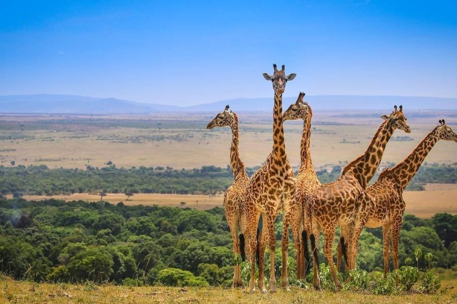2 Days Wildlife Safari in Tarangire and Ngorongoro Crater