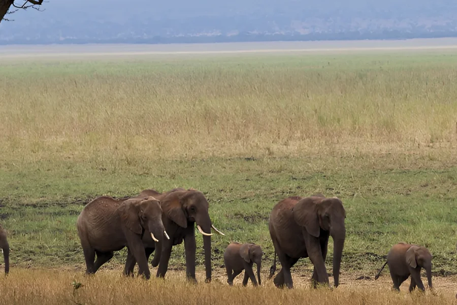 6 Days Private Big 5 Mid Range Tour in Tanzania