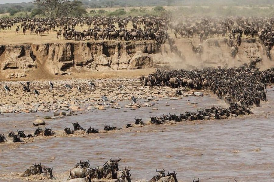 9 Days Safari Wildebeest Migration Mara River Crossing