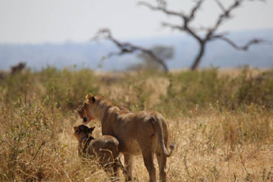 2 Days, 1 Night – Mikumi National Park