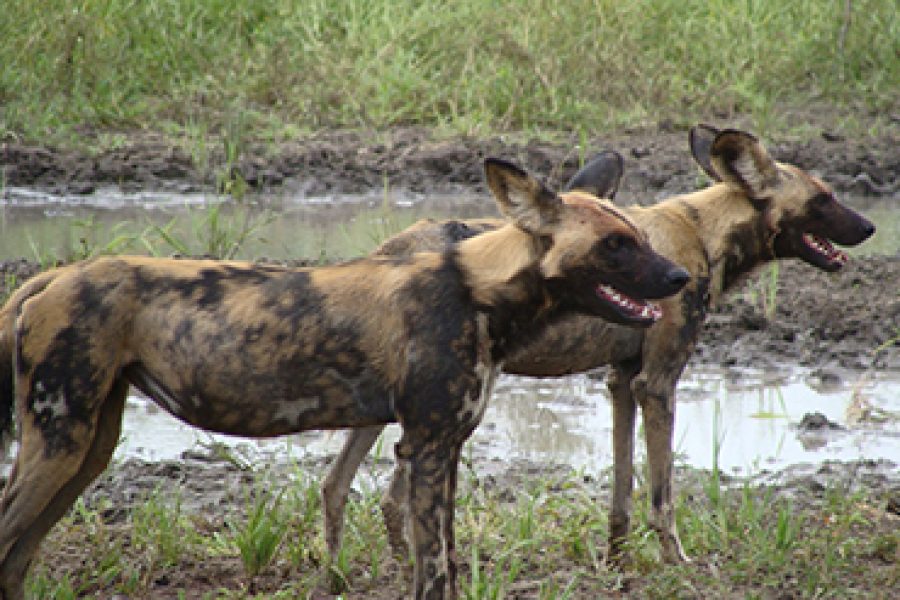 4 Days 3 Nights Selous Game Reserve Safarii