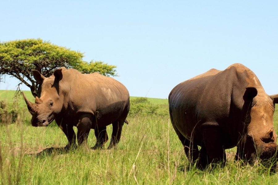 4 Days 3 Nights Tanzania Standard Lodge Safari