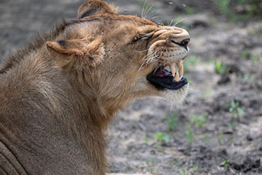 4 Days Tanzania Budget Camp Safaris