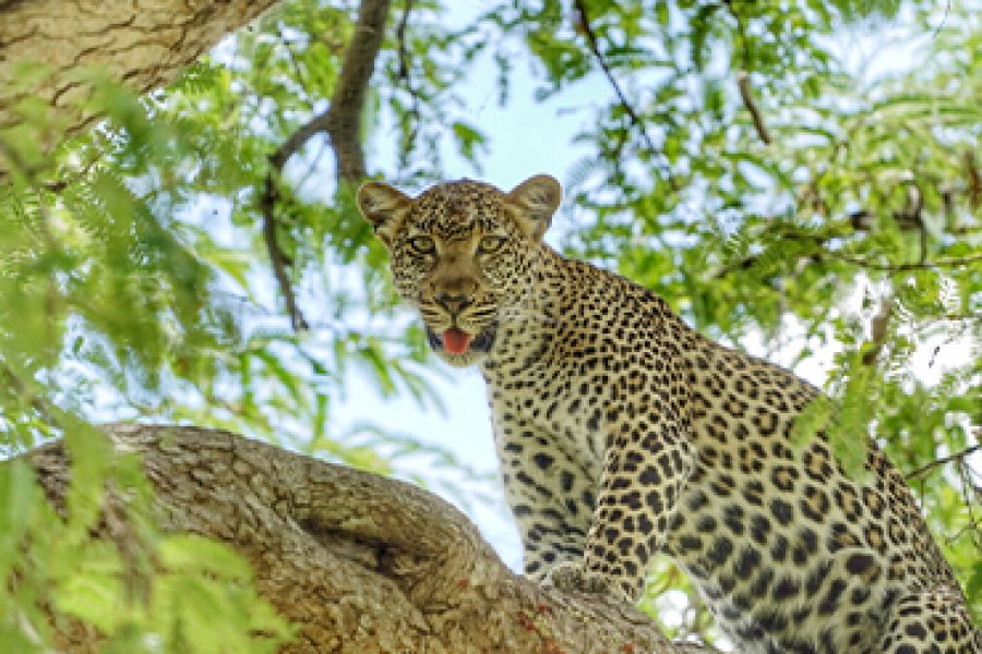 5 Days 4 Nights Complete Southern Safari