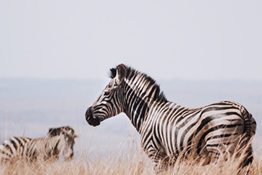 5 Days Tanzania Budget Camping Safari