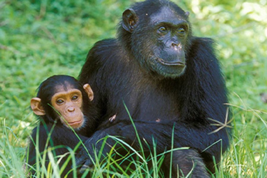 7 Days 6 Nights Best Of Mahale And Gombe Stream Safari