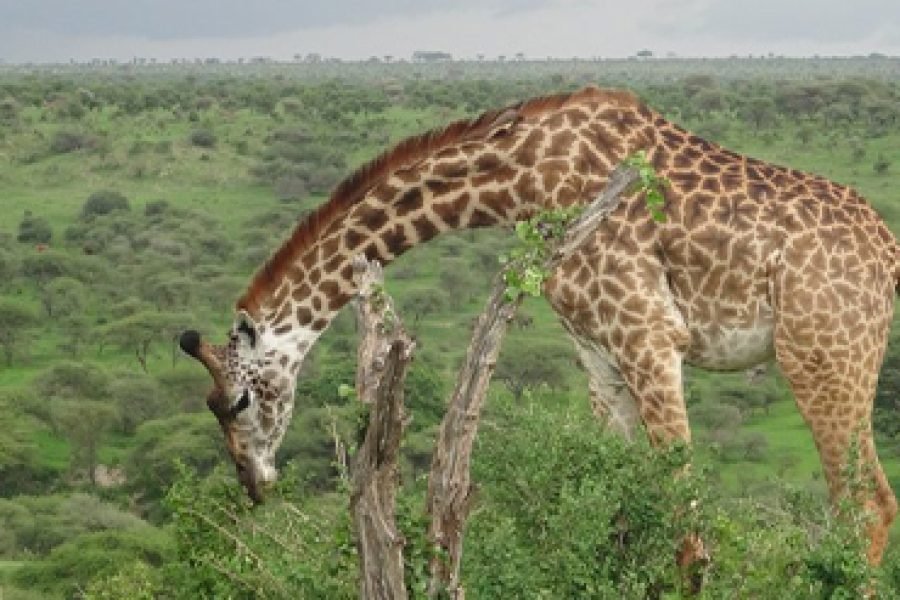 7 Days 6 Nights Tanzania Lodge Safari in Southern Circuit