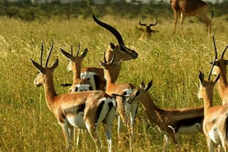 8 Days the Complete Western Circuit