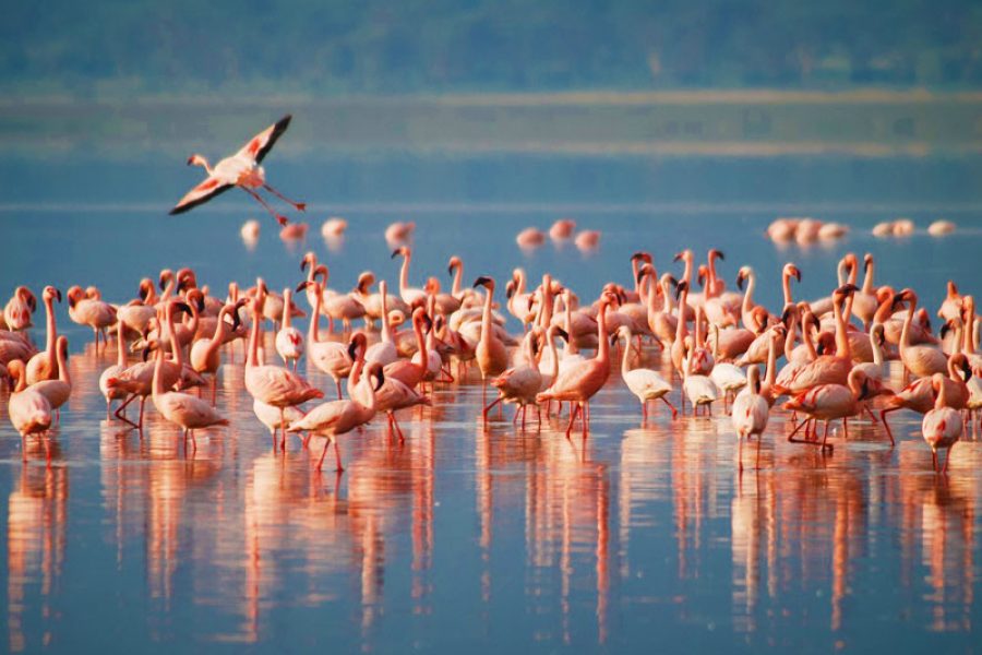 Lake Manyara National Park Day Trip