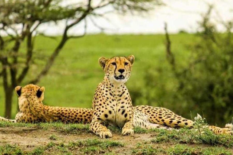 6 Days Tanzania Luxury Safari