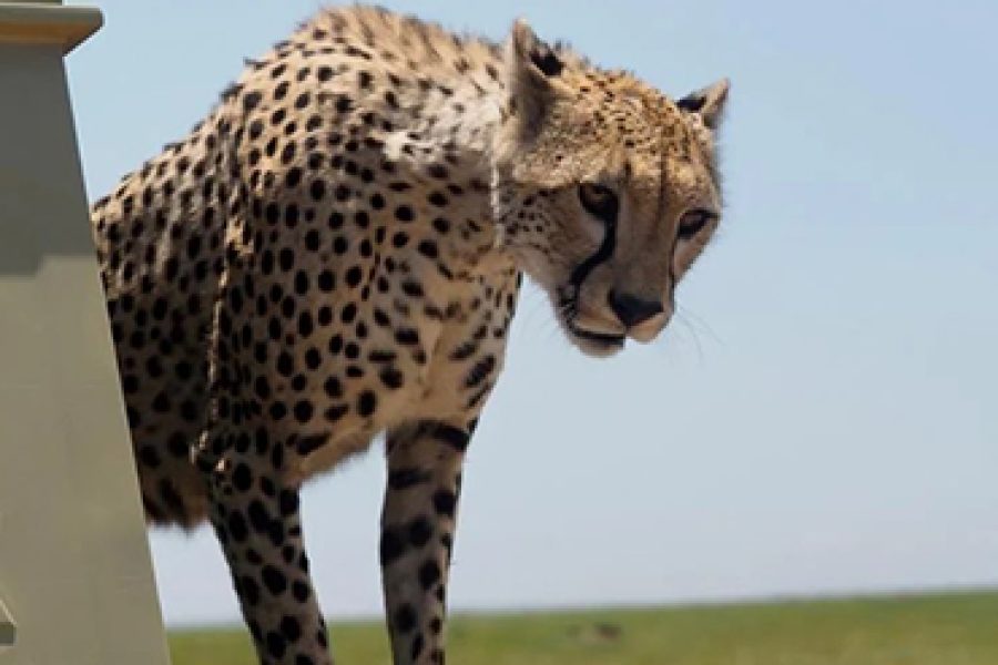 3 Days Budget Camping Safari in Tanzania