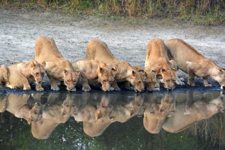 Ngorongoro Crater Day Trip
